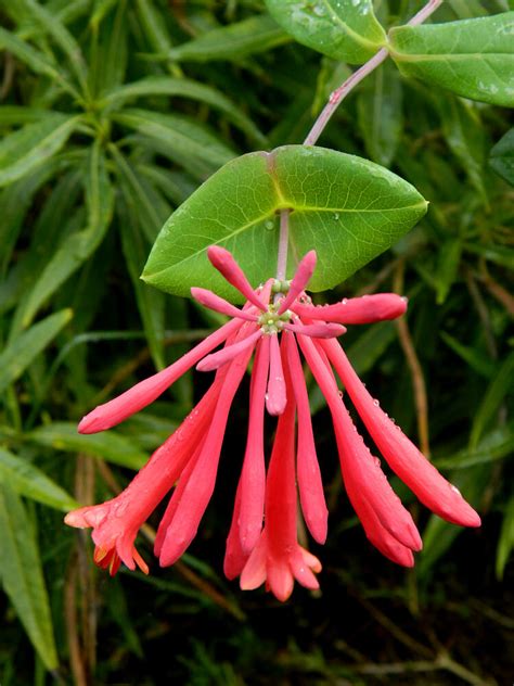 Wildflower of the Year 2014 Coral honeysuckle, (Lonicera sempervirens ...