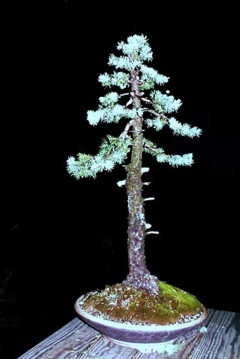 colorado blue spruce bonsai - Google Search | Bonsai | Pine bonsai ...