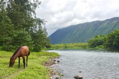 Waipio Valley and Waterfalls Tour