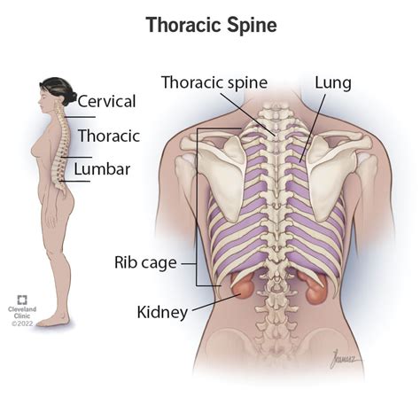 Thoracic Vertebrae Anatomy