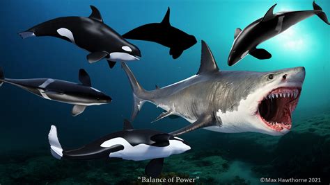 Megalodon Shark Compared To Killer Whale