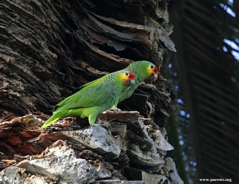 Parrot Encyclopedia | Red-lored Amazon | World Parrot Trust