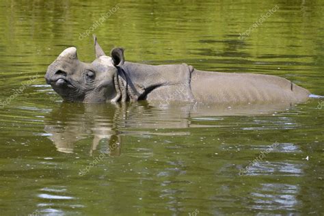 Indian rhinoceros in water — Stock Photo © Christian #71120405