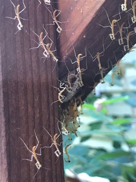 🔥 baby praying mantis’ hatching : NatureIsFuckingLit