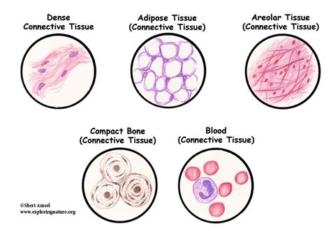 Tissues - Epithelium, Muscle, Connective Tissue and Nervous Tissue ...