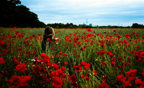 Dorothy In The Field Of Poppies: What the Wizard of Oz Can Teach Us ...