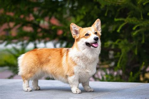 15 Corgi Mixed Breeds: Greatest Corgi Mixes (with Pictures) | Hepper