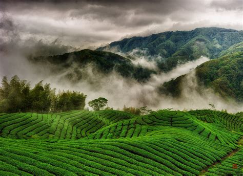 Tea plantations wallpaper | nature and landscape | Wallpaper Better