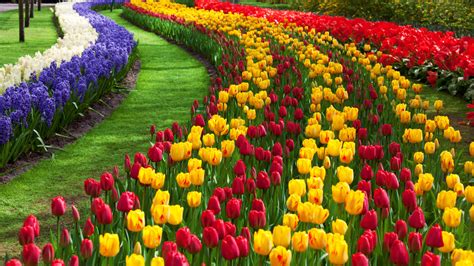 Tulip Flower Garden Free Stock Photo - Public Domain Pictures