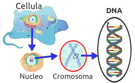 Difference Between Prokaryotic and Eukaryotic DNA | Compare the ...