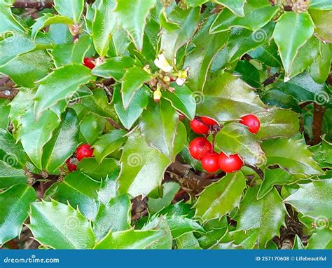 Holly berries stock photo. Image of garden, vegetable - 257170608