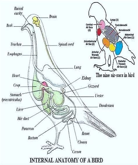 Birds-Aves -General characters | Anatomy, Fish anatomy, Biology lessons