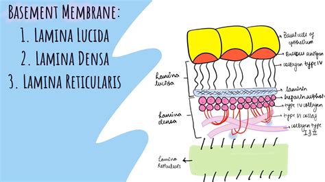 Lamina lucida | Lamina densa | Lamina reticularis (Basement membrane ...