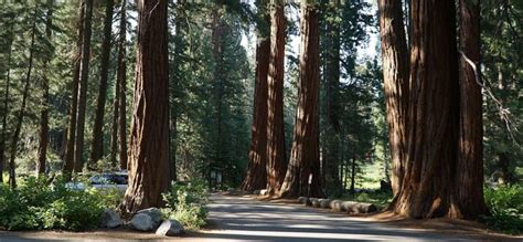 10 Best Camping Spots In Sequoia National Park | Trip101