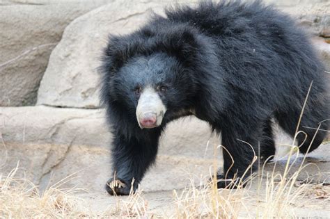 Philadelphia Zoo Announces Birth of Sloth Bear Cub, Breaking a 30 Year ...