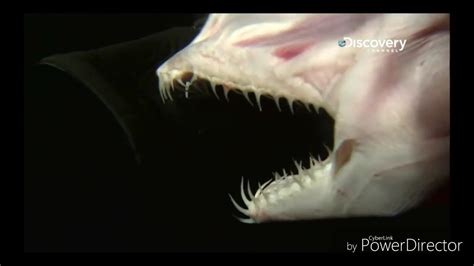 Goblin shark 's amazing jaws - YouTube