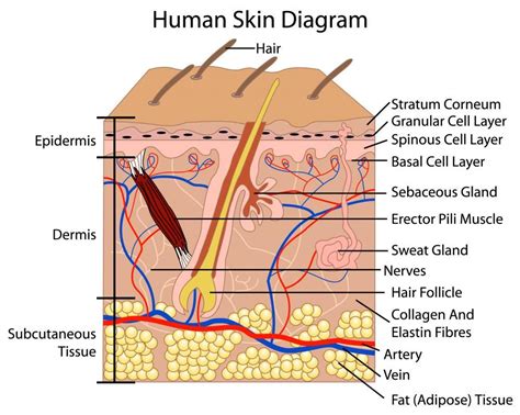 Pin su Anatomy and Physiology