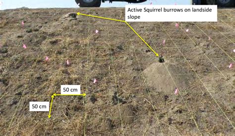 Typical active California ground squirrel burrows on landside slope of ...