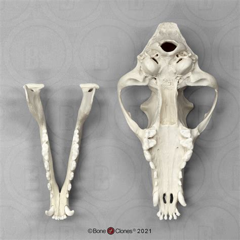 Maned Wolf Skull - Bone Clones - Osteological Reproductions