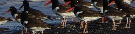 Expanding horizons: Understanding Oystercatcher migration - Manomet