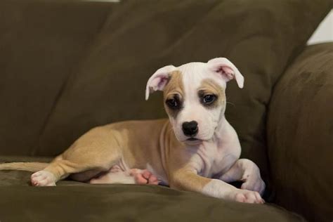 My American Bulldog/ Chihuahua Mix, 10wks old here