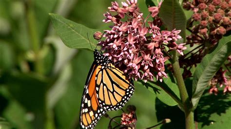 Tales From The Wilds: Incredible Edible Milkweed