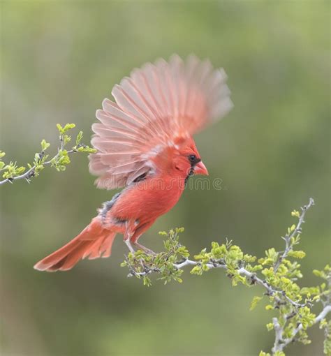 A Beautiful Male Northern Cardinal In Southern Texas, USA Stock Image ...