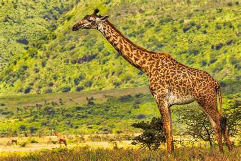 LONG NECK GIRAFFE, Giraffe Photography Print by Rob's Wildlife ...