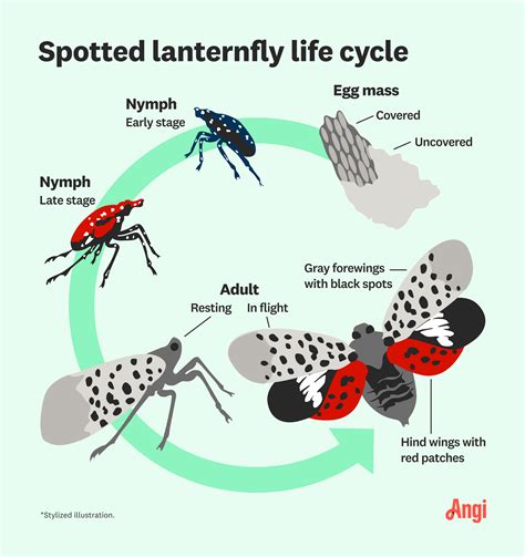 How to Get Rid of and Prevent Spotted Lanternfly