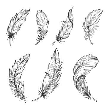 Feather Outline