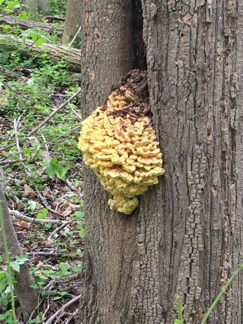 Bizarre fungus growing on oak tree in NJ, USA. Picture taken a few ...