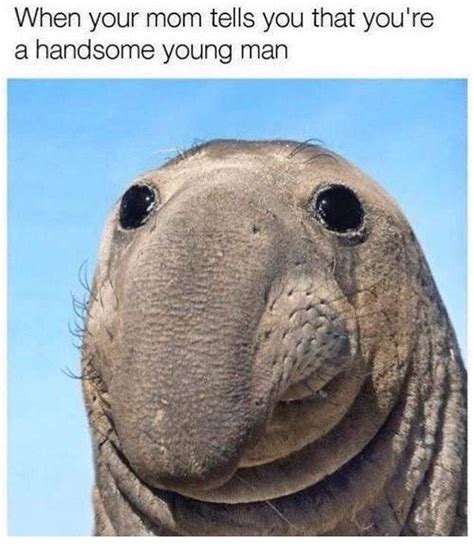 50+ Funny Animal Memes 2019 to Break Your Jaws With Laughter