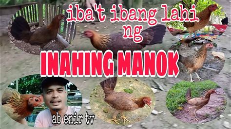 IBA'T IBANG LAHI NG INAHING MANOK - YouTube