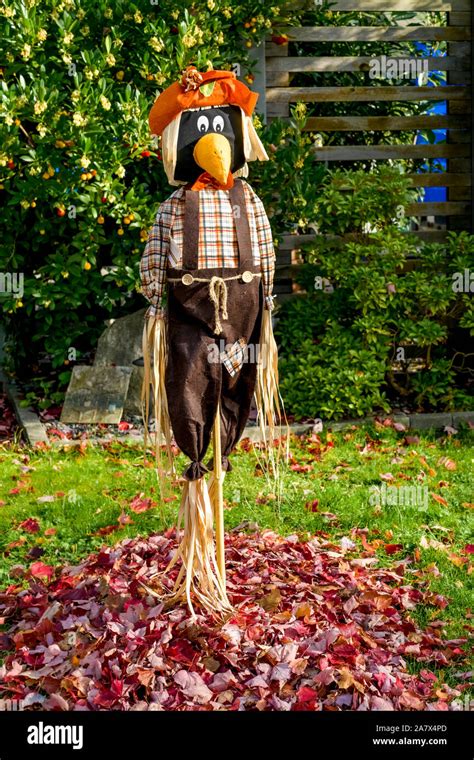 Crow scarecrow in garden Stock Photo - Alamy