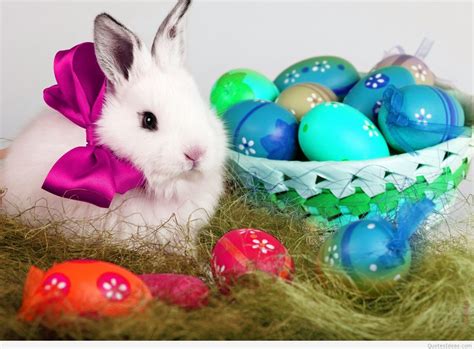 Cute Easter Cool Bunny Pics | Oppidan Library