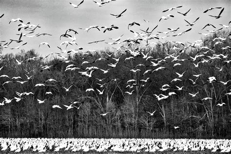 Migrating Geese is a photograph B Photograph by John Myers