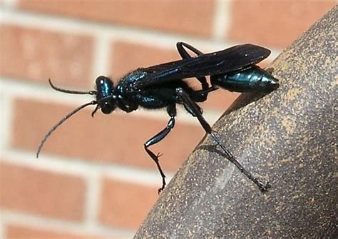 Blue Mud Wasp - Chalybion californicum - BugGuide.Net