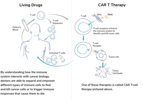 Cancer Gene Therapy Impact Factor 2024 - Tess Abigail