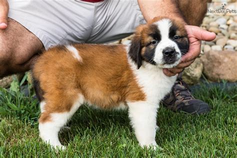 Minnie: Saint Bernard - St. Bernard puppy for sale near Youngstown ...