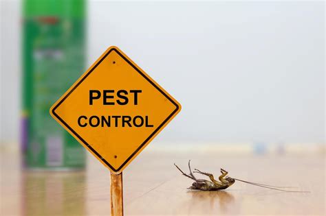 Proven Pest Control Methods You Should Follow - Live Enhanced