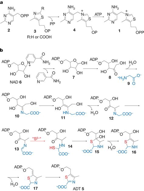 Thiamine pyrophosphate and thiamine thiazole biosynthesis. a, The late ...