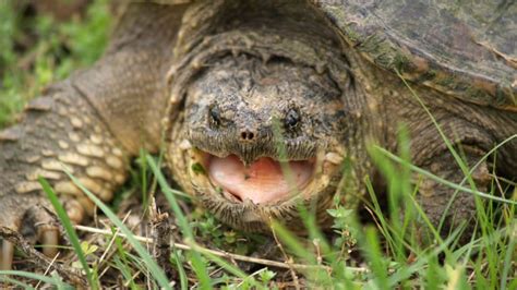 10 Biting Facts About Snapping Turtles | Mental Floss