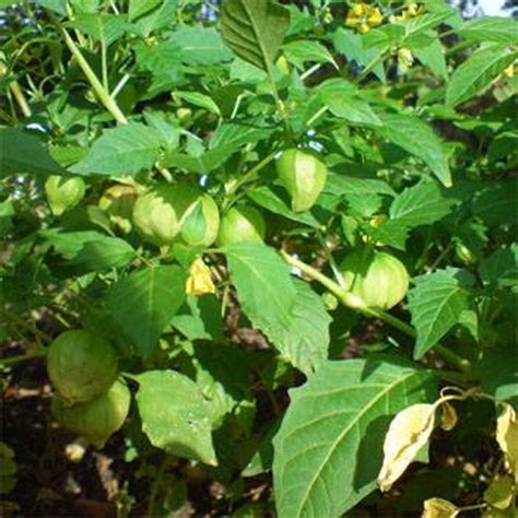 Cape Gooseberry Plant Seeds/physalis Peruviana/perennial 35 | Etsy