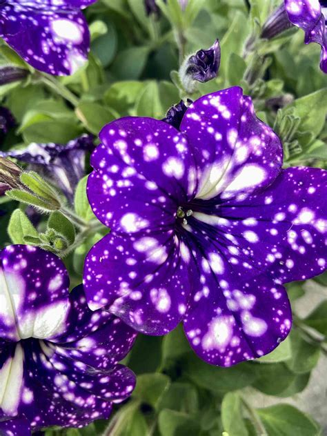 How to Grow and Care for Night Sky Petunia