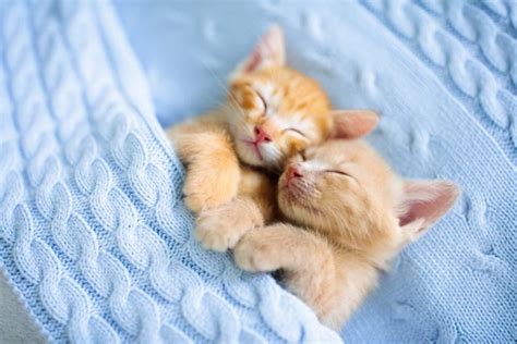 12 of the Best Cat Hug Videos of All Time - Great Pet Living