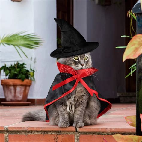 cat witch hat - Google Search | Pet halloween costumes, Cat halloween ...