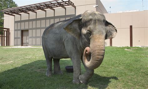 Asian elephant | Smithsonian's National Zoo and Conservation Biology ...