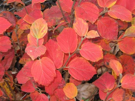 fothergilla changes colors in fall (fall spot light) blooms in spring ...