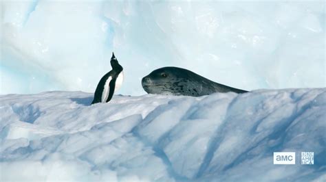 Chase Scene: Leopard Seal vs. Penguin | Seven Worlds, One Planet | BBC ...