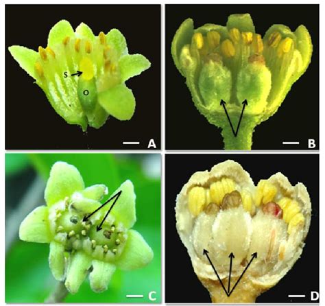 Aquilaria malaccensis J. Lamarck (A) Open normal young flower showing ...